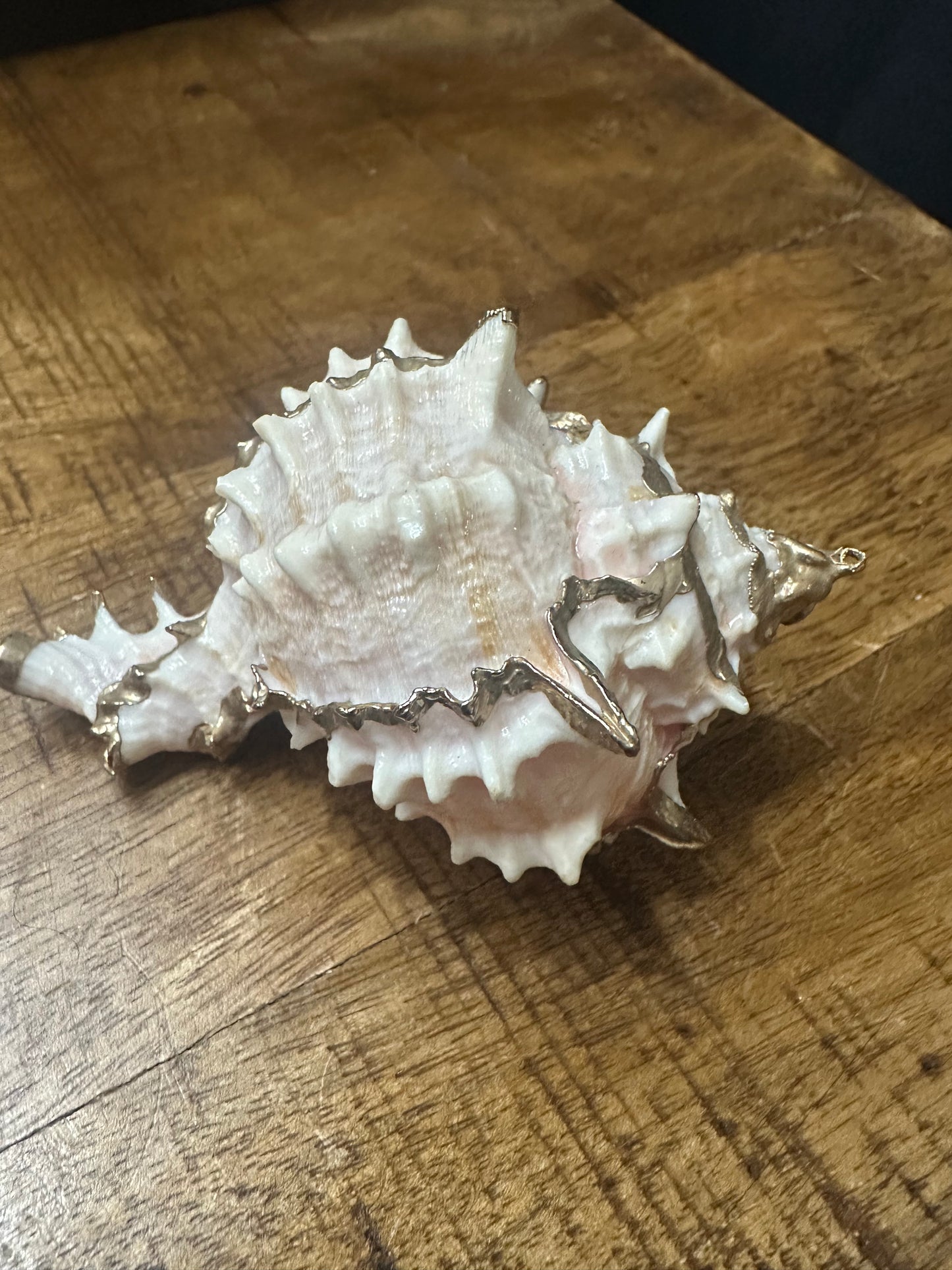 Painted Seashell