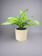 Faux Plant