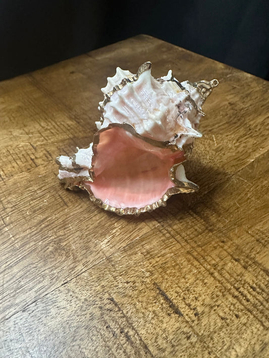 Painted Seashell