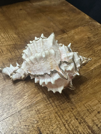 Painted Seashell