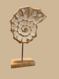 Mango Wood Shell