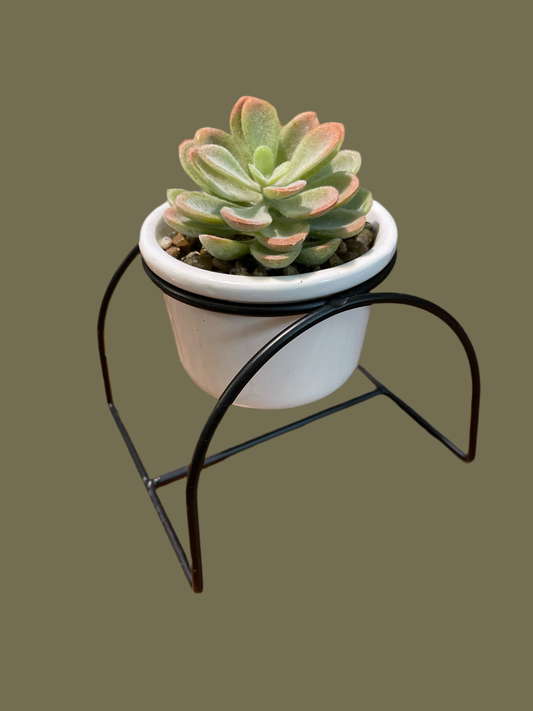 Faux Succulent