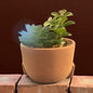 Faux Succulent 799