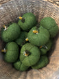 Green Pumpkins