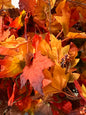Fall Garland
